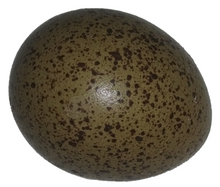 Load image into Gallery viewer, Button Quail Eggs  for sale  Reptanicals
