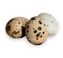 Load image into Gallery viewer, Coturnix quail eggs feeder for reptiles