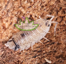 Load image into Gallery viewer, Reptanicals Dalmatian Scaber Isopod