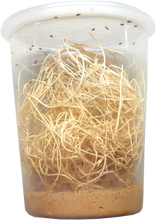 Load image into Gallery viewer, Fruit Fly Habitat