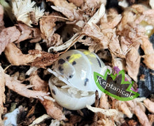 Load image into Gallery viewer, Reptanicals Magic Potion Isopod Ball