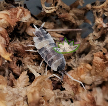 Load image into Gallery viewer, Reptanicals Oreo Crumble Isopod