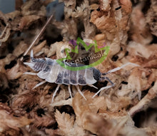 Load image into Gallery viewer, Reptanicals Oreo Crumble Isopod for sale
