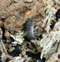 Load image into Gallery viewer, Reptanicals Porcellio Laevis Isopod for sale