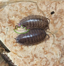 Load image into Gallery viewer, Reptanials Porcellio Laevis Isopods