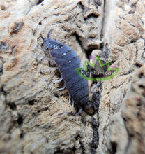 Load image into Gallery viewer, Reptanicals Powder Blue Isopod