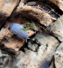 Load image into Gallery viewer, Reptanicals Powder Blue Isopods on Cork