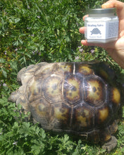 Load image into Gallery viewer, tortoise shell care, reptanicals supple shell