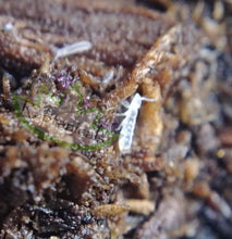 Load image into Gallery viewer, Reptanicals Tropical Springtail on peat macro 
