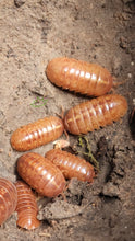 Load image into Gallery viewer, Armadillidium vulgare "orange vigor" isopods