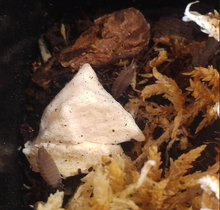 Load image into Gallery viewer, Cleaner Crews Powder Blue Isopods Reptanicals