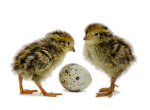 Load image into Gallery viewer, Coturnix Quail chicks next to an egg