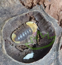 Load image into Gallery viewer, Rubber Ducky Isopod