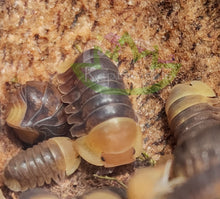 Load image into Gallery viewer, Rubber Ducky Isopods for sale Reptanicalshop.com