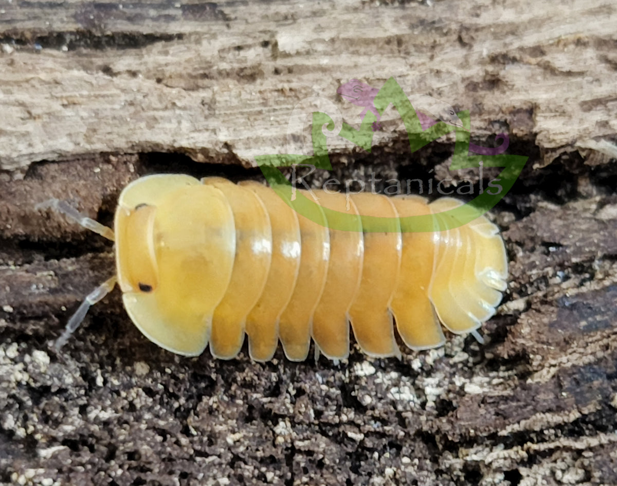 Cubaris sp. Blonde Ducky Isopods Reptanicals