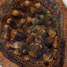 Load image into Gallery viewer, Rubber Ducky Isopods in nut shell