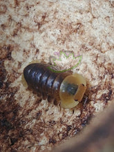 Load image into Gallery viewer, rubber ducky isopod on bell cup reptanicals