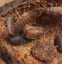 Load image into Gallery viewer, Porcellio scaber calico isopod colony in nut shell