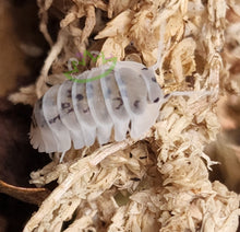 Load image into Gallery viewer, Nesodillo archangeli shiro utsuri isopods for sale from Reptanicals.com