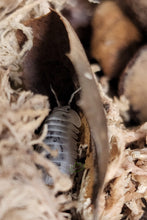 Load image into Gallery viewer, Nesodillo Shiro Utsuri isopod in oak leaf tucked into moss