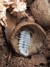 Load image into Gallery viewer, Shiro utsuri isopods for sale isopod inside acorn