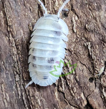 Load image into Gallery viewer, Shiro utsuri isopod on cork bark.
