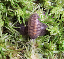 Load image into Gallery viewer, Armadillidium Orange Stripe Sicily Isopods for sale