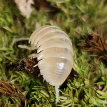 Load image into Gallery viewer, Armadillidium vulgare isopods albino T negative white
