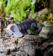 Load image into Gallery viewer, White Ducky Isopod Close Up with natural terrarium background