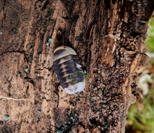 Load image into Gallery viewer, Cubaris isopod White Ducky rare isopods for sale