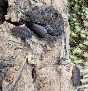 Gray porcellio scaber isopods on cork bark over moss