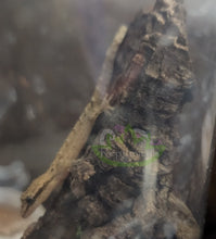 Load image into Gallery viewer, Yellow Bellied Mourning gecko on cork bark