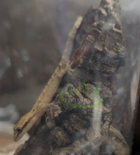 Load image into Gallery viewer, Yellow Bellied Mourning gecko on cork bark