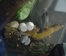 Load image into Gallery viewer, Philippine yellow bellied mourning gecko with her eggs Reptanicals
