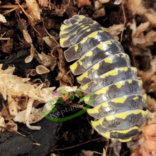 Load image into Gallery viewer, Yellow Zebra Isopods for sale Reptanicals