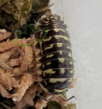 Load image into Gallery viewer, Armadillidium maculatum yellow zebra isopod in moss