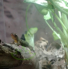 Load image into Gallery viewer, Juvenile Yellow bellied Philippine mourning gecko parthenogenic