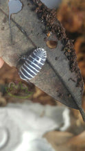 Load image into Gallery viewer, Zebra isopod with baby on oak leaf