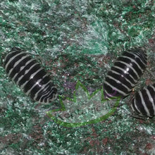 Load image into Gallery viewer, Armadillidium maculatum Zebra Isopods Reptanicals