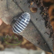 Load image into Gallery viewer, Zebra Isopods (Armadillidium maculatum) : U-Pick Bundle