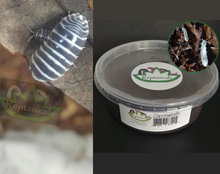 Load image into Gallery viewer, Zebra Isopods and tropical springtails for Sale Reptanicals.com