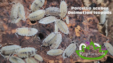 Load and play video in Gallery viewer, Porcellio scaber Dalmatian Isopods Reptanicals