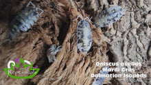 Load and play video in Gallery viewer, Oniscus asellus Mardi Gras Dalmation Isopods Reptanicals