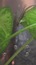 Load and play video in Gallery viewer, Philippine Mourning gecko jumping off enclosure wall Reptanicals