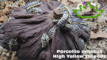 Load and play video in Gallery viewer, Porcellio ornatus High Yellow Isopods Reptancals