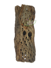 Load image into Gallery viewer, cholla cactus large branch