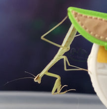 Load image into Gallery viewer, Chinese Praying Mantis L3-L4