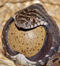 Load image into Gallery viewer, African Egg eating Snake eating Button Quail egg Quail eggs for sale reptanicals.com photo credit- nature_photography_symbiosis