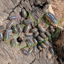 Load image into Gallery viewer, Clown isopod colony reptanicals bioactive supplies