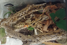 Load image into Gallery viewer, lizard cholla enclosure setup by reptanicals
